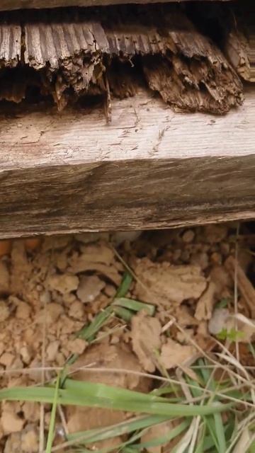 Ящерка греется #shorts