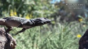 Природа. Канарские острова. Озвучка джаз. ИИ