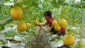 Дорис 40. Дорис идет в теплицу собирать дыню.