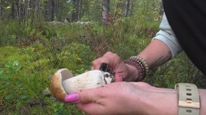 Грибная разведка