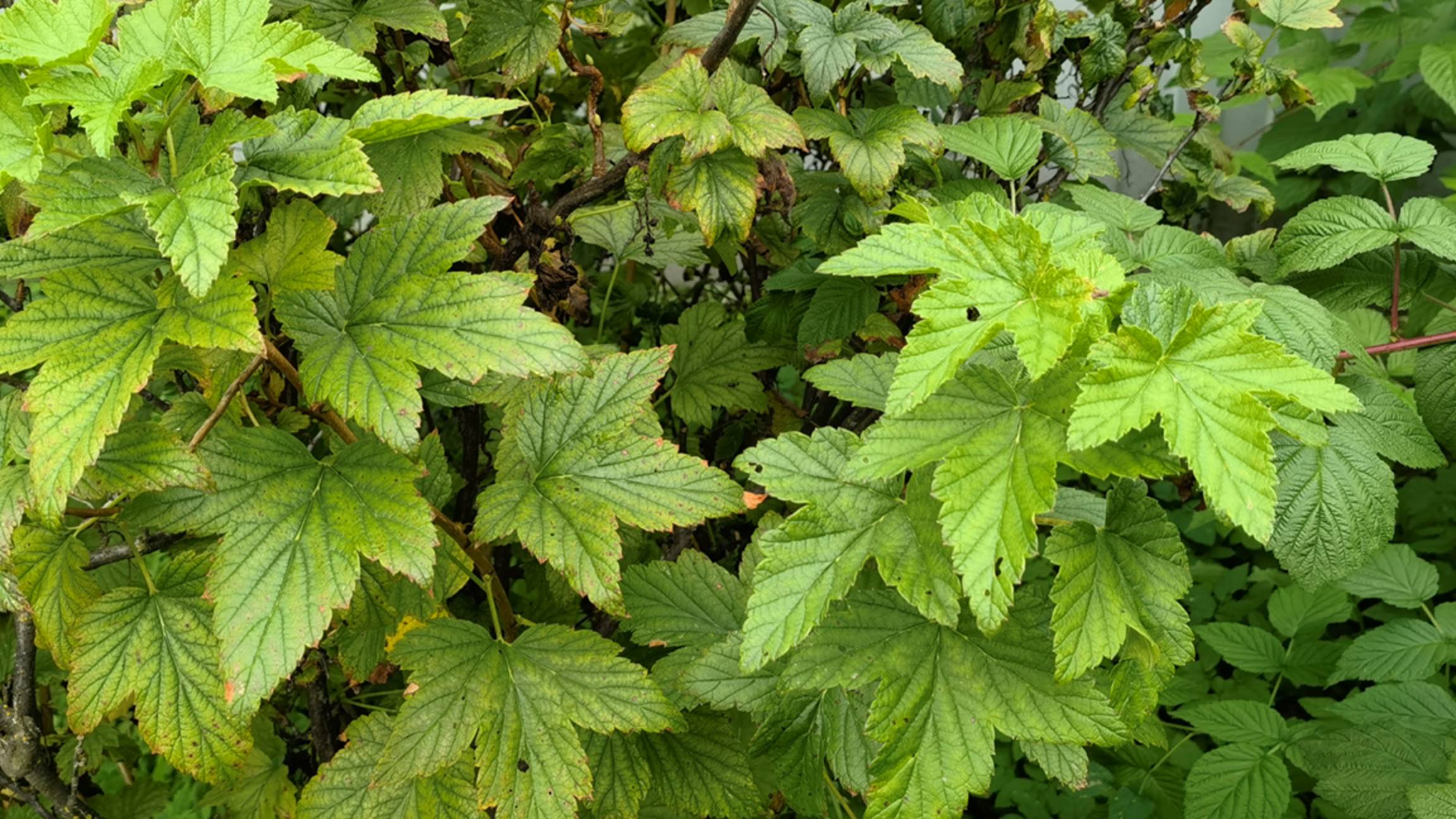 СМОРОДИНА ЗАВАЛИТ УРОЖАЕМ, если ее так подкормить осенью! Чем подкормить смородину осенью смотреть онлайн