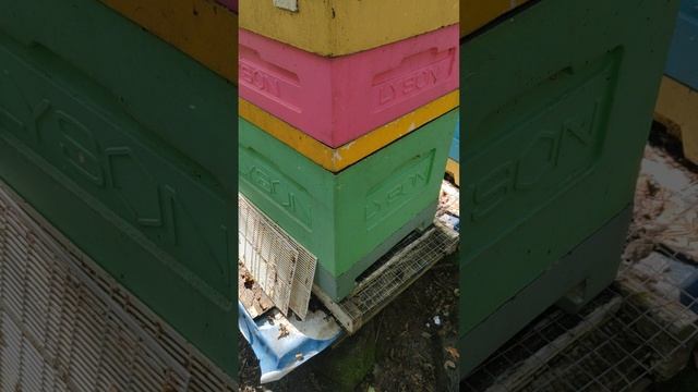 Апистанзоль, отзыв.