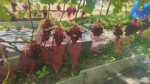 Виноград в Калужской обл. Подарок Несвятая. 30.08.25.mp4