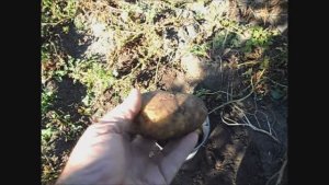 Картофель сорт ТУЛЕЕВСКИЙ