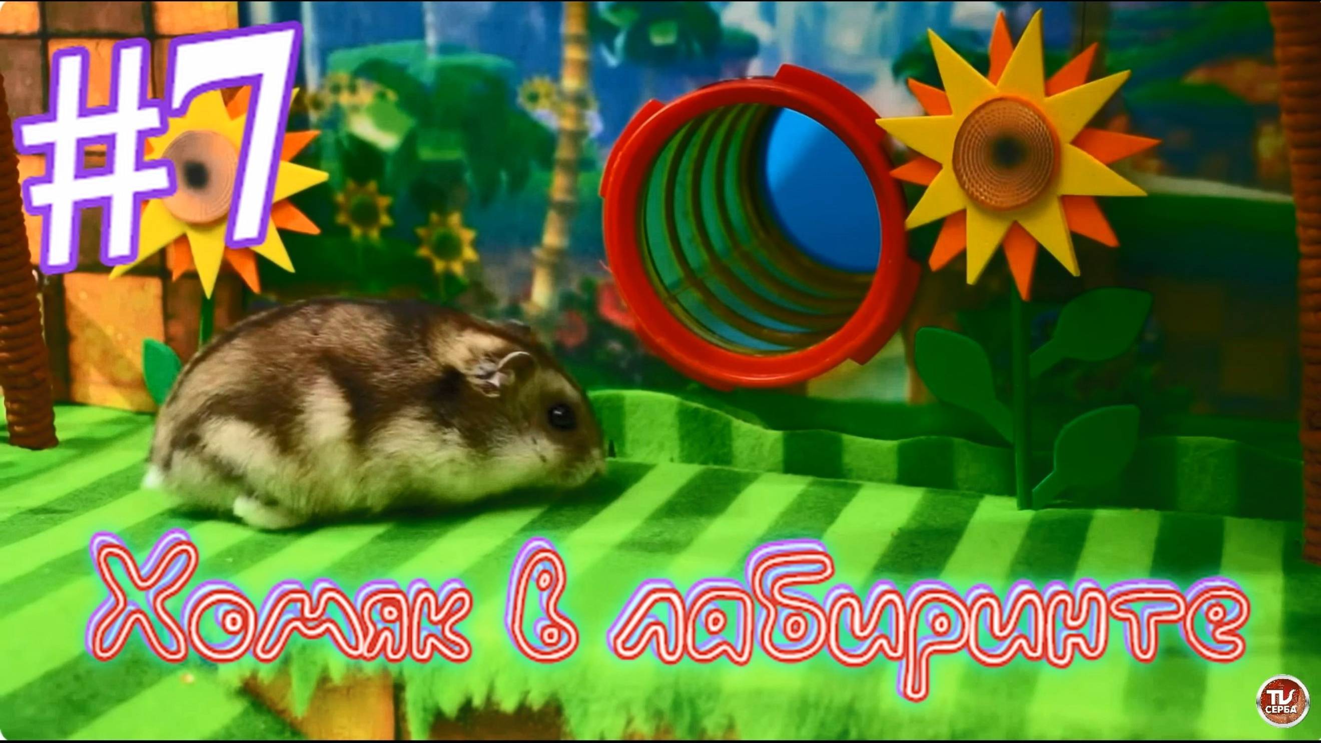 Хомяк в лабиринте (7 серия) смотреть онлайн