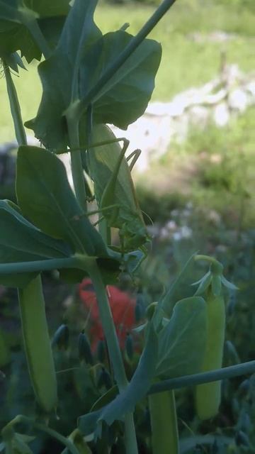 Кузнечик #shorts