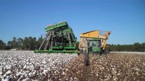 Хлопок  Как выращивают и обрабатывают