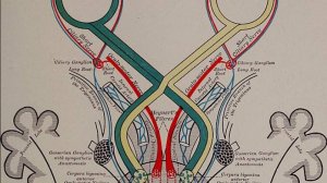глазодвигательный нерв и его патология (неврология)