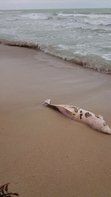 Кого приносит море