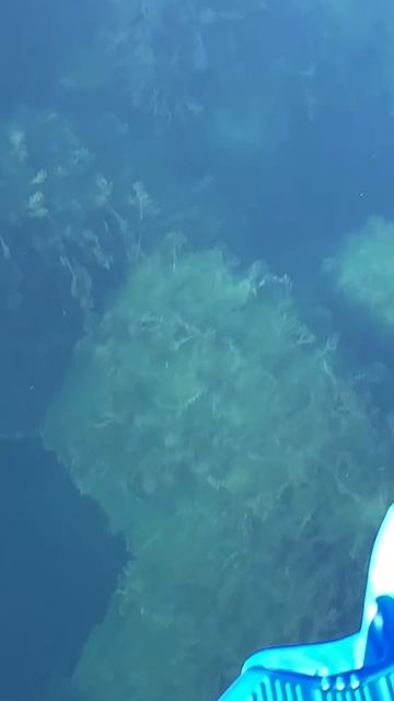 Крупная кефаль. смотреть онлайн