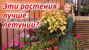 Черенкую и сохраняю до весны. Как сохранить однолетники зимой