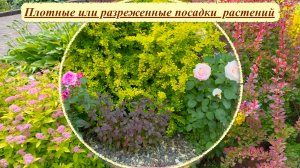 Плотные или разреженные посадки растений в саду. Плюсы и минусы.