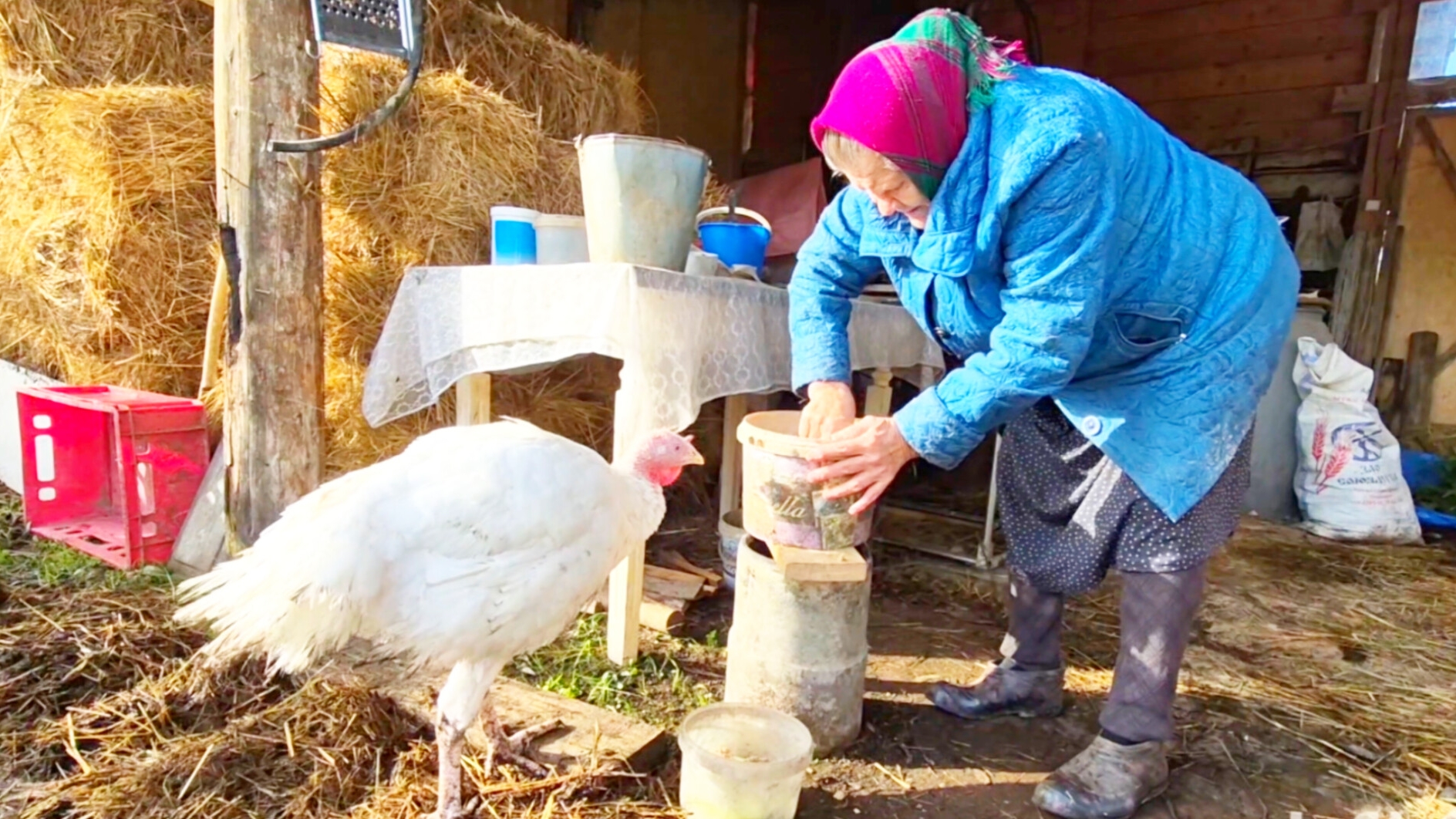 Моя Деревня На Алтае,на хозяйстве,Бабушка кормит любимого индюшонка смотреть онлайн