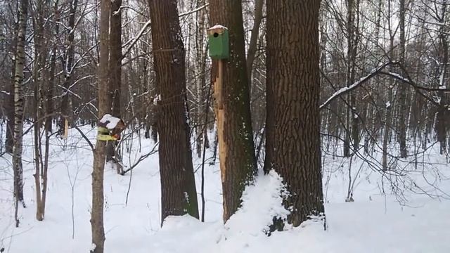 Белки  играют в догонялки