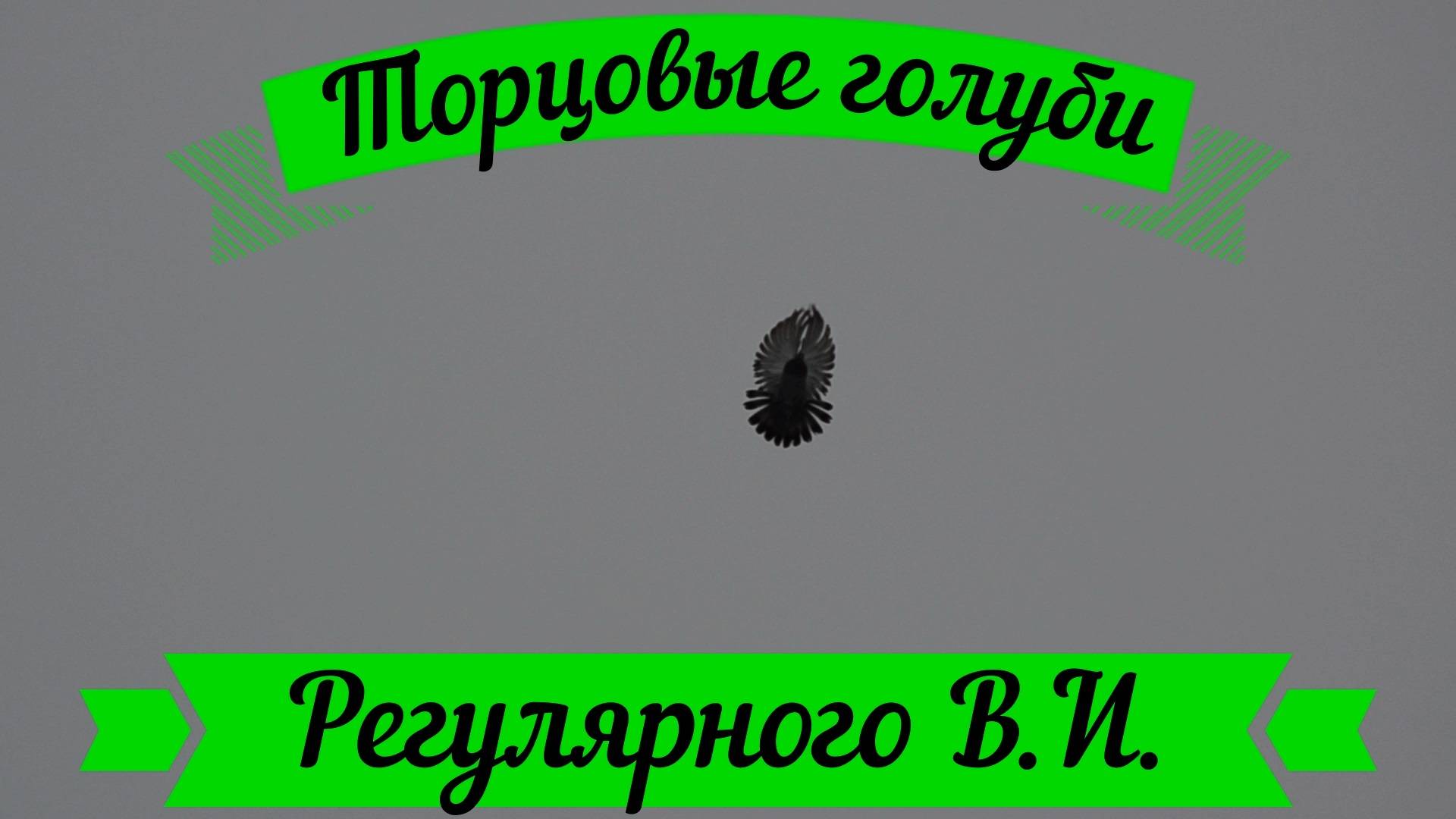 Торцовые голуби Регулярного Василия И.