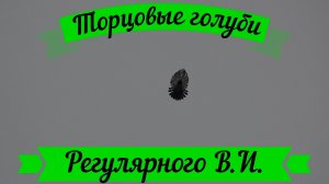 Торцовые голуби Регулярного В И,Воронежская обл. г. Калач