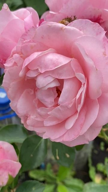 Герцогиня Кристиана 🌸Флорибунда 6 сентября