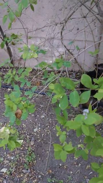 Яков Моисеевич собственной персоной