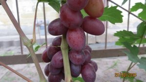 20.08.2025. Виноград ВЕЛЮР в г. Липецке.