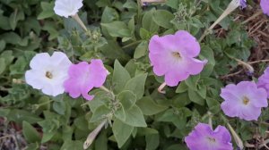 Закупили стройматериалы. Тыква-королева осени.🫠 Убрали томаты из теплицы. Днём жаркая,ночью прохлад