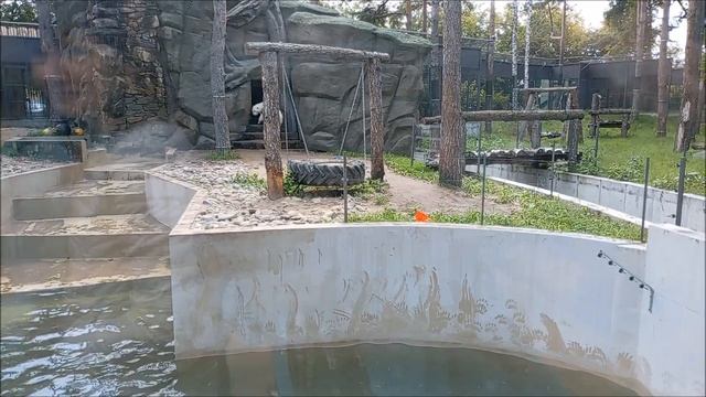 Медвежатам бросили живую рыбу, но они не торопятся её ловить 03.09.2025 смотреть онлайн