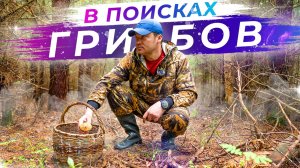 Поход за грибами в северном лесу