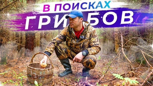 Поход за грибами в северном лесу