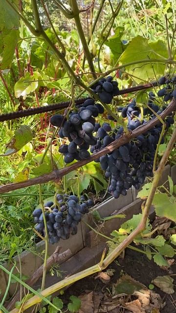 Виноград в Сибири смотреть онлайн