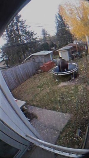 Мишка косолапый 😉