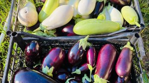 🍆 Урожай баклажан шокирует!! Такого у меня не было ни когда!!