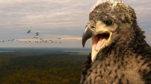 Путешествие в сердце Европы: что скрывают леса и озера северной Беларуси? | Все как у людей