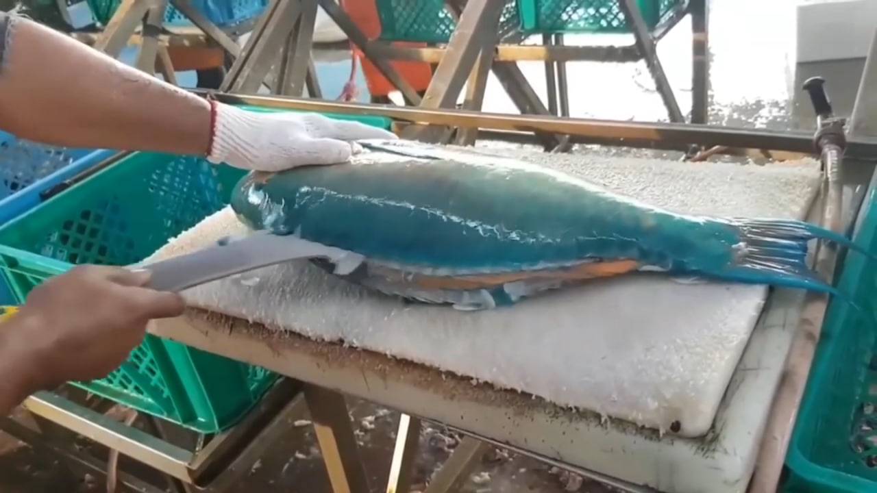 Разделка рыбы Попугай. Резка на сашими. Уличная еда в Японии.