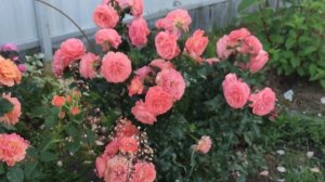 РОЗЫ ФЛОРИБУНДЫ - УКРАШЕНИЕ В КАЖДОМ САДУ 🌹