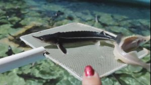 Поездка в Винновку. Часть 3. Рыбное хозяйство