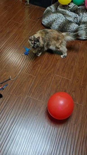 Трилогия "Мейн-кун и воздушные шарики". Часть 2 "Развитие"