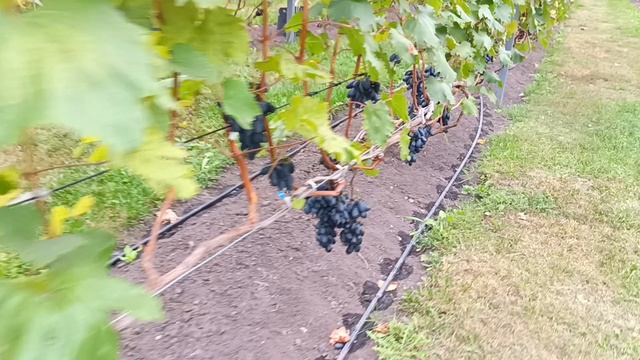 Виноград Сергея Николаева.