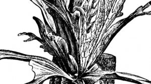 Эксклюзивный Гибридный Сорт Платицериум P.CORONARIUM X Bifurcatum