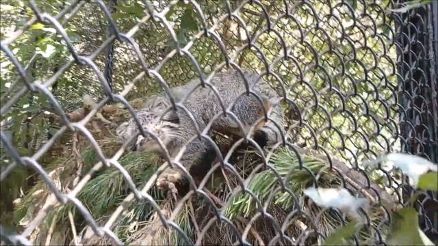 Смелый котёнок Снежинки, любопытный котёнок Мии и спокойный манул 03.09.2025 смотреть онлайн