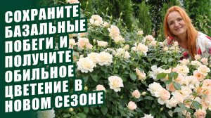 РОЗЫ. КАК СОХРАНИТЬ ВСЕ БАЗАЛЬНЫЕ ПОБЕГИ РОЗ ЗИМОЙ И ПОЛУЧИТЬ ОБИЛЬНОЕ ЦВЕТЕНИЕ САДА В НОВОМ СЕЗОНЕ