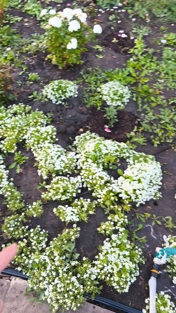 Что стало с хвойными саженцами🌱 смотреть онлайн