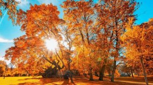 Улыбнись и подумай: «Какая красивая осень