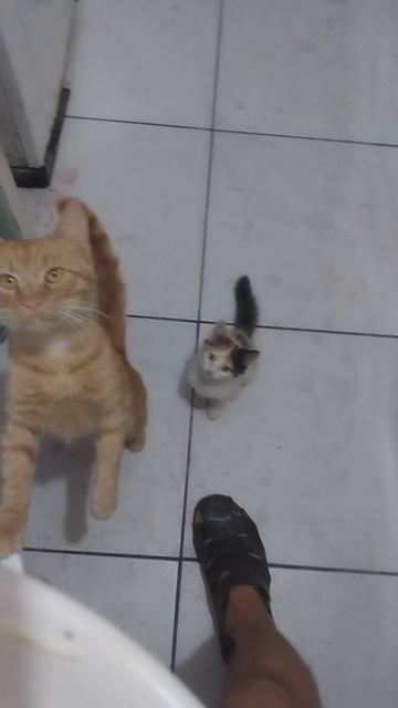Начальник, давай кус кус :) смотреть онлайн