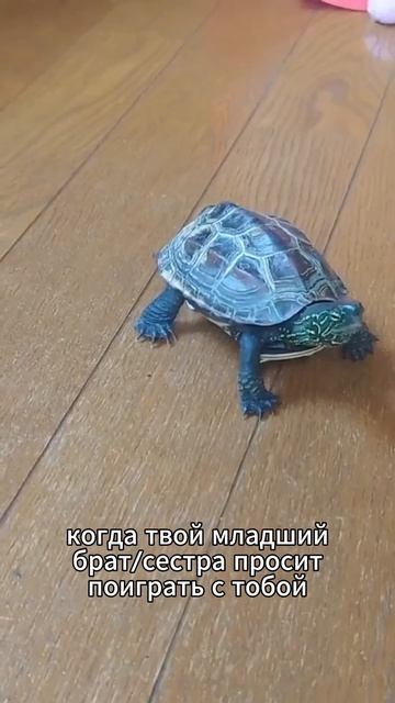 Я НЕ ДОГОВОРИЛА Куда ты денешься?! #юмор #животные #смех #женщины #видеосживотными #shorts смотреть онлайн