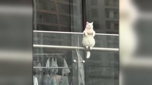 Безумные Случаи с Животными, Случайно Снятые на Камеру