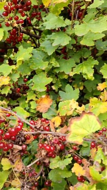 Красная смородина после подкормки наноудобрением. Лето 2025 г.