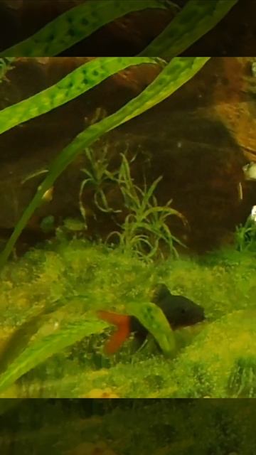 Никогда не видела в аквариуме лягушек, вот повезло и мы встретились. смотреть онлайн