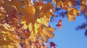 Релакс Осенние Настроение Успокоение Души И Полное Расслобление!!!!!!!!!!!!!!