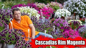 Обзор петунии РИМ МАДЖЕНТА Cascadias Rim Magenta