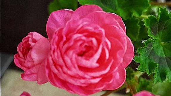 Забота о питомце, плюс солнце в оконце. Осень начинается ярко смотреть онлайн