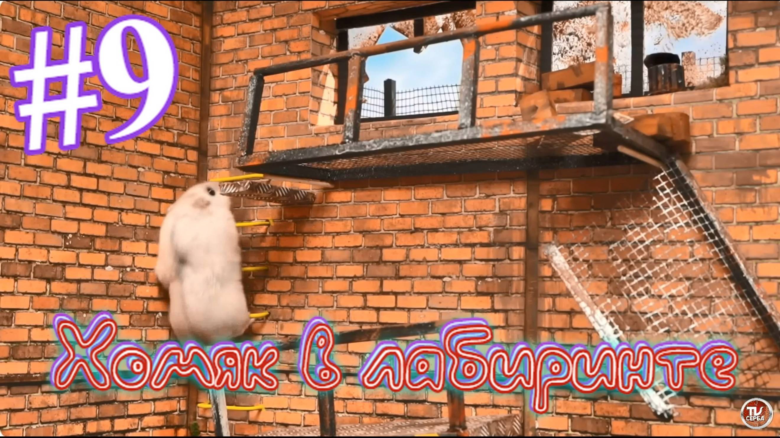 Хомяк в лабиринте (9 серия) смотреть онлайн